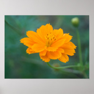 Sulphur Cosmos 01 Poster