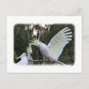 Sulphur Crested Cockatoo 9Y319D-079 Postcard