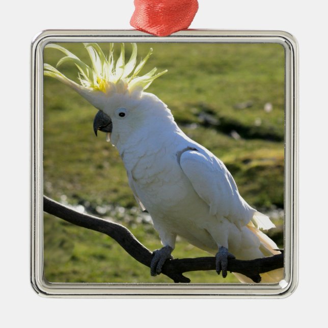 Sulphur-Crested Cockatoo in Australia Metal Tree Decoration (Front)