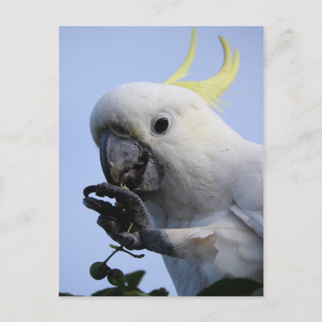 Sulphur-Crested Cockatoo Postcard (Front)