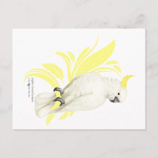 Sulphur Crested Cockatoo Postcard (Front)