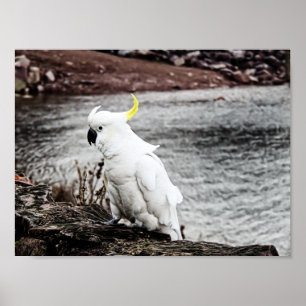 Sulphur-Crested Cockatoo Poster