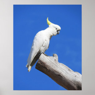 Sulphur Crested Cockatoo Poster