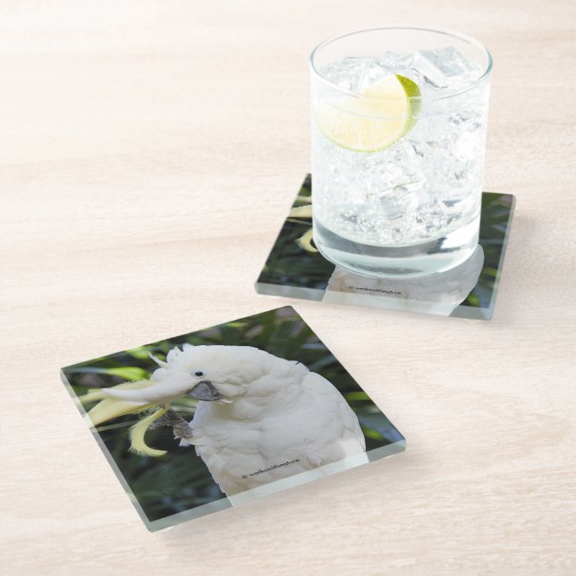 Sulphur-Crested Cockatoo Waves at the Photographer Glass Coaster (Angled)