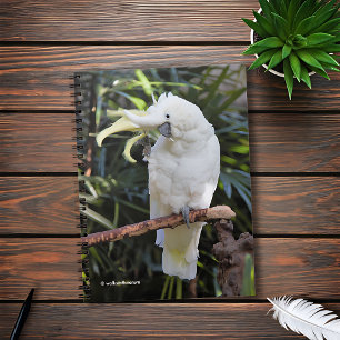 Sulphur-Crested Cockatoo Waves at the Photographer Notebook