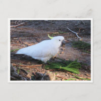 Sulphur-Crested Cockatoo Wildlife Photography