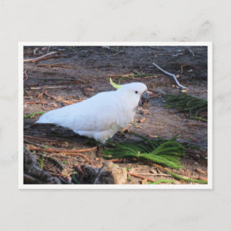 Sulphur-Crested Cockatoo Wildlife Photography Postcard