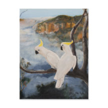 Sulphur-Crested Cockatoos in The Blue Mountains'