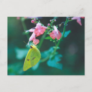 Sulphur on Salvia Postcard