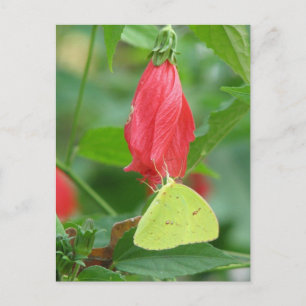 Sulphur Turks Cap Postcard