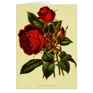 Sultan of Zanzibar Rose