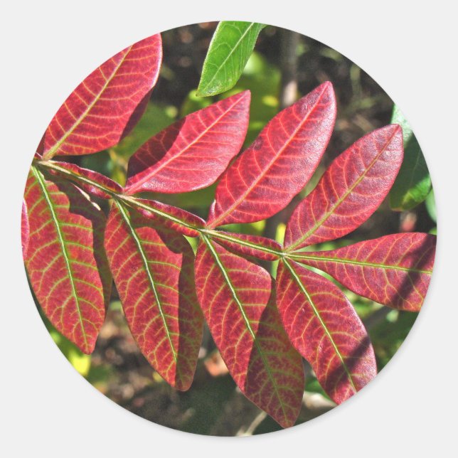 Sumac Leaves In Autumn Classic Round Sticker (Front)