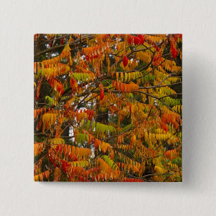 Sumac tree in autumn colour in Whitefish, 15 Cm Square Badge
