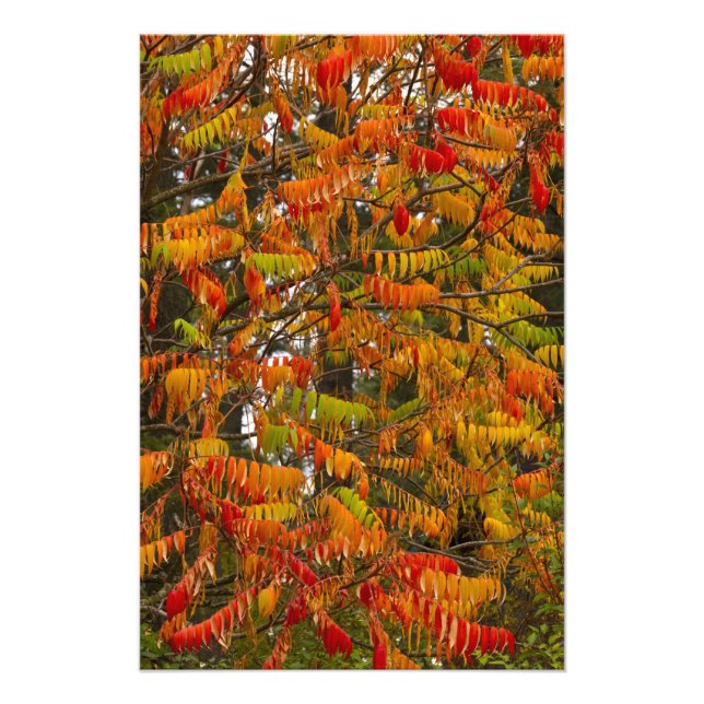 Sumac tree in autumn colour in Whitefish, Photo Print (Front)