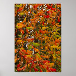 Sumac tree in autumn colour in Whitefish, Poster