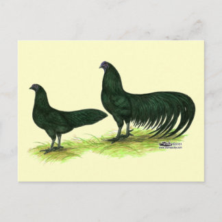 Sumatra Black Chickens Postcard