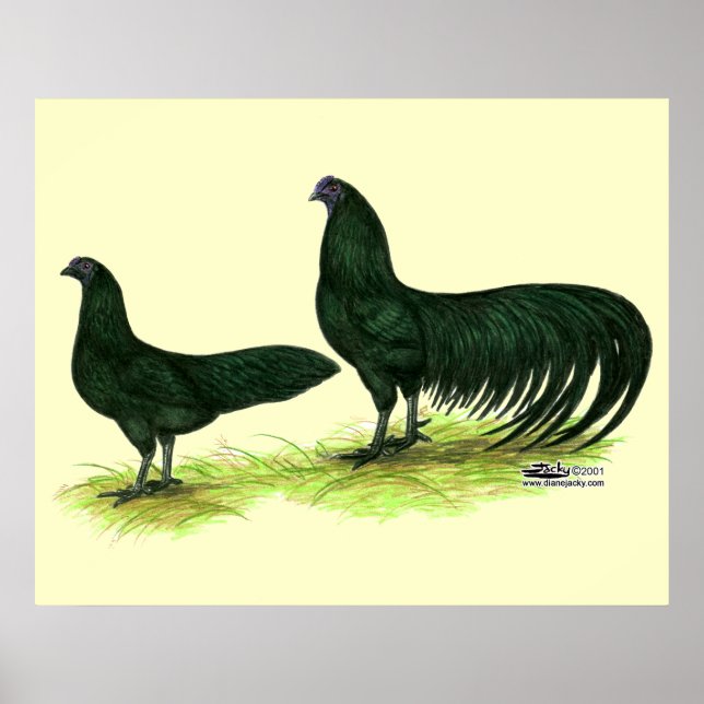Sumatra Black Chickens Poster (Front)