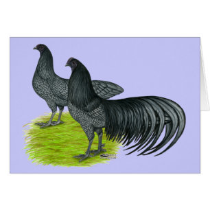 Sumatra: Blue Pair
