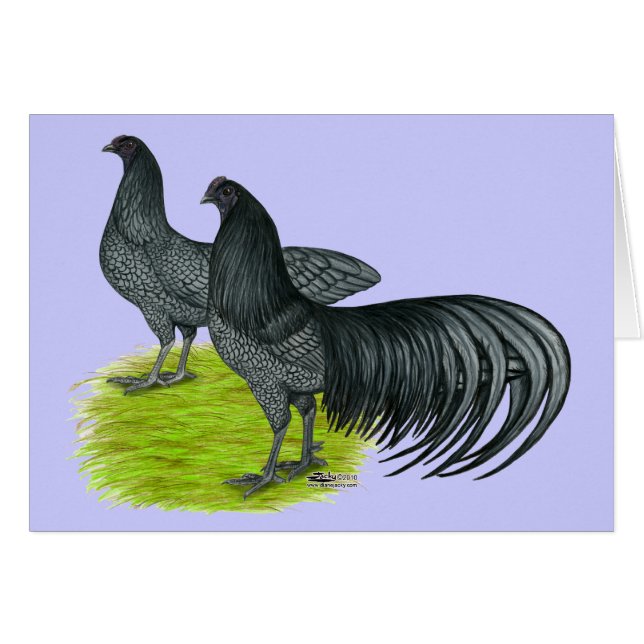 Sumatra:  Blue Pair (Front Horizontal)