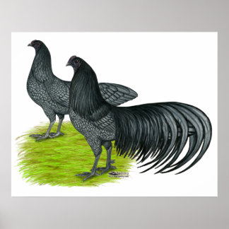 Sumatra: Blue Pair Poster