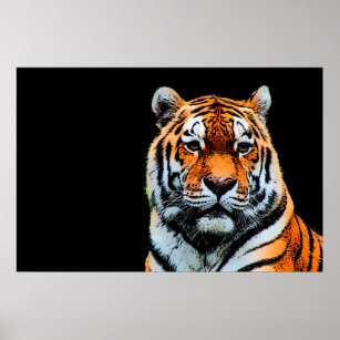 Sumatran Borneo Tiger Poster