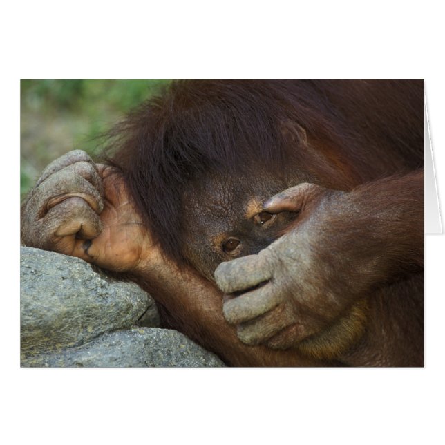 Sumatran Orangutan, Pongo pygmaeus (Front Horizontal)