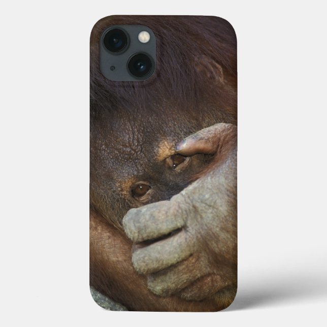 Sumatran Orangutan, Pongo pygmaeus Case-Mate iPhone Case (Back)
