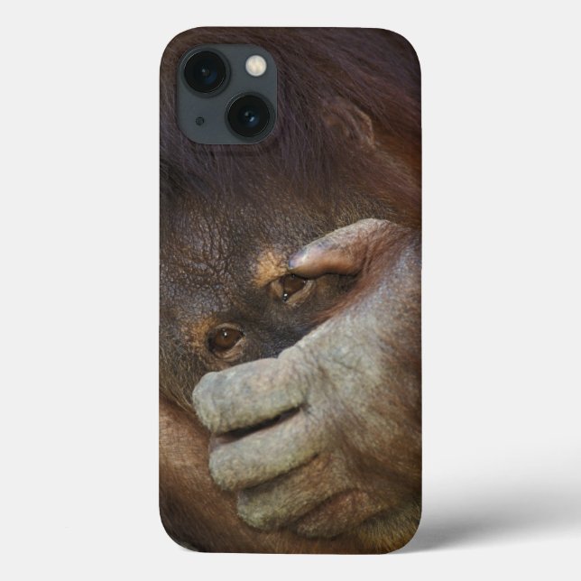 Sumatran Orangutan, Pongo pygmaeus Case-Mate iPhone Case (Back)