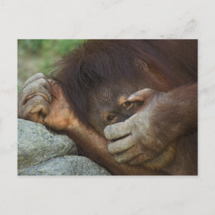Sumatran Orangutan, Pongo pygmaeus Postcard