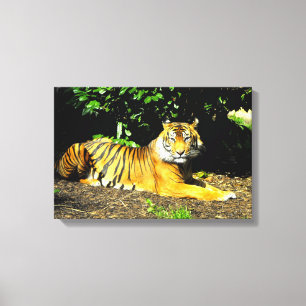 Sumatran tiger animal canvas print