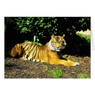 Sumatran tiger big cat card