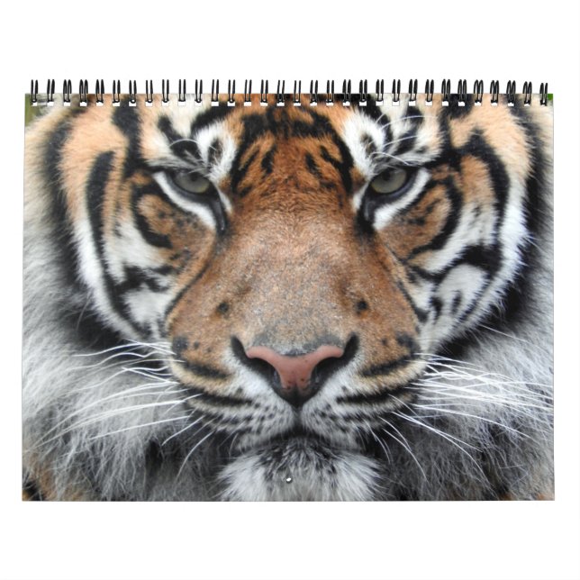 Sumatran Tiger Calendar (Cover)