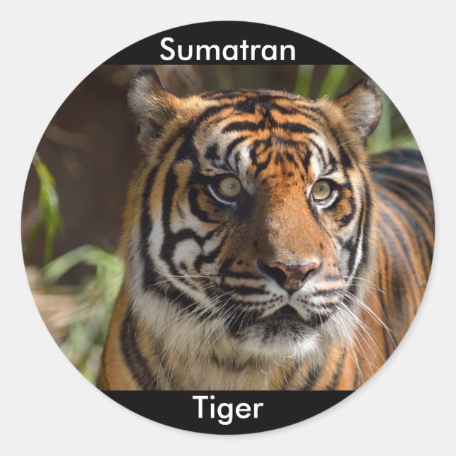 Sumatran Tiger Classic Round Sticker (Front)