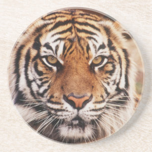 Sumatran Tiger Coaster