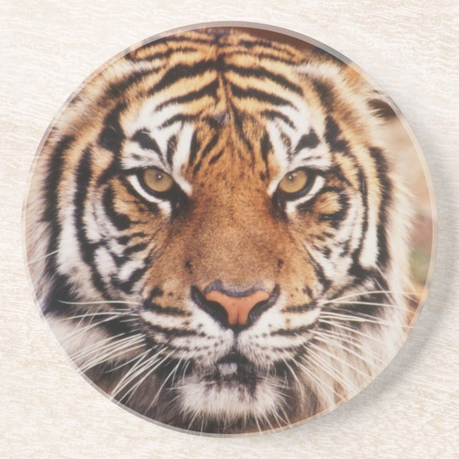 Sumatran Tiger Coaster (Front)