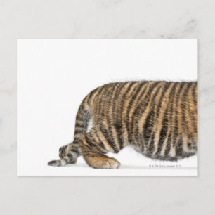 Sumatran Tiger cub 2 Postcard
