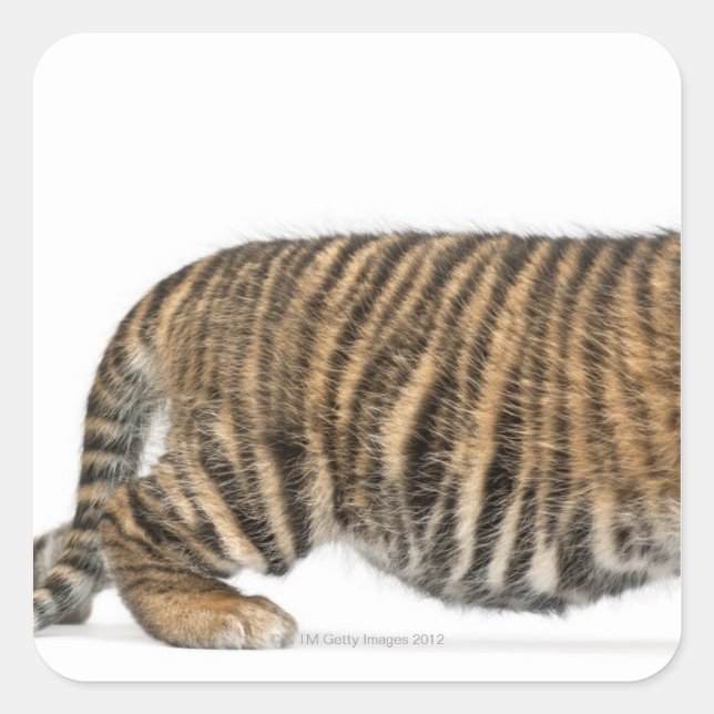 Sumatran Tiger cub - Panthera tigris sumatrae (3 Square Sticker (Front)