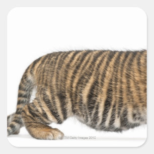 Sumatran Tiger cub - Panthera tigris sumatrae (3 Square Sticker