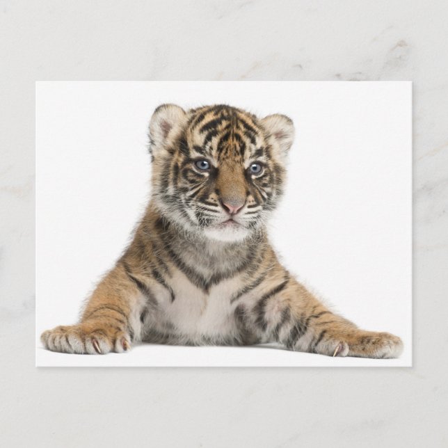 Sumatran Tiger cub Postcard (Front)