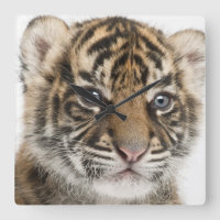 Sumatran Tiger cub