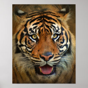 Sumatran Tiger Face Wildlife Art Poster
