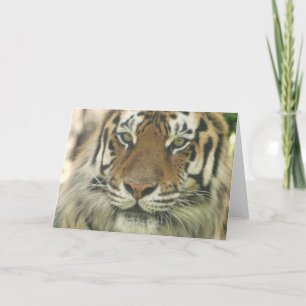 Sumatran Tiger Greeting Cards