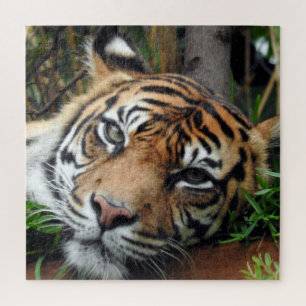 Sumatran Tiger Jigsaw Puzzle