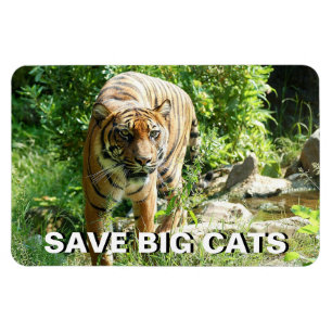 Sumatran Tiger Magnet