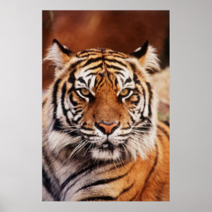 Sumatran Tiger, Panthera tigris Poster