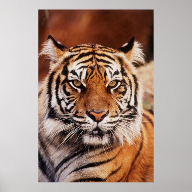 Sumatran Tiger, Panthera tigris Poster (Front)