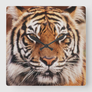 Sumatran Tiger, Panthera tigris Square Wall Clock