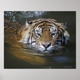 Sumatran tiger, Panthera tigris sumatrae Poster