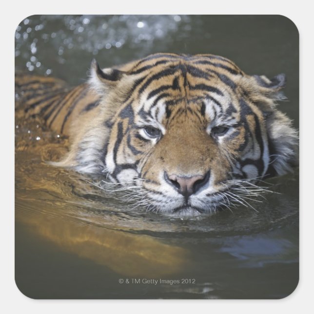 Sumatran tiger, Panthera tigris sumatrae Square Sticker (Front)