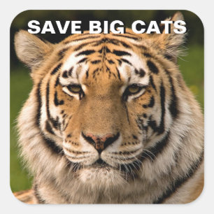 Sumatran Tiger Portrait Sticker